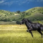 Photographie de cheval : techniques et conseils